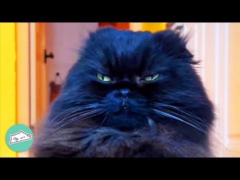 Cat Looks Grumpy and Sits Just Like a Human #Video