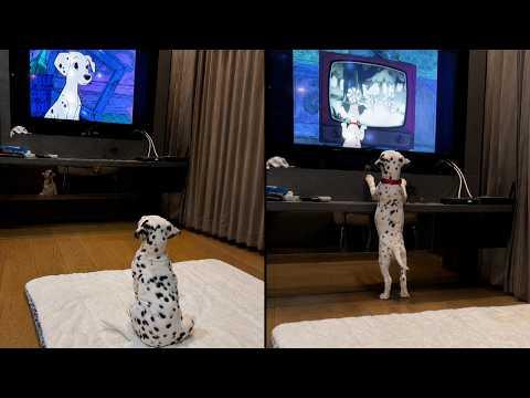 Dalmatian Puppy Can't Take His Eyes Off The TV #Video
