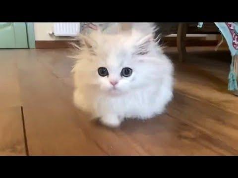 Insanely Cute Baby Cats to Warm Your Heart #Video
