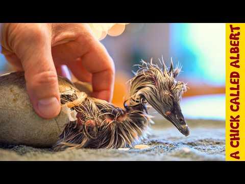 Miracle Black Swan Hatching - She Followed Me Everywhere #Video