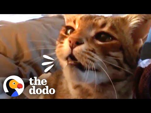 Cat Who Spent 18 Years As His Dad’s Only Child Gets A Human Brother #Video