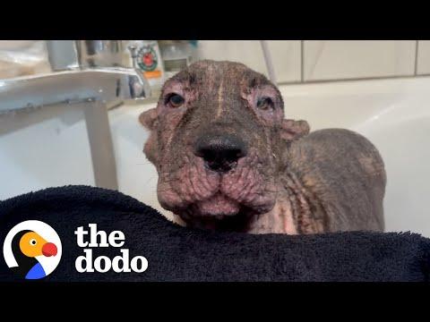 Dumped Neglected Dog Learns To Be A Puppy Again #Video