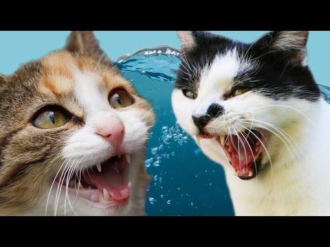 Cats Vs. Water