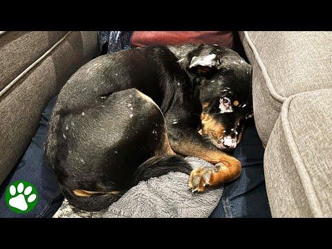 Unique looking Rottie proves everyone wrong #Video
