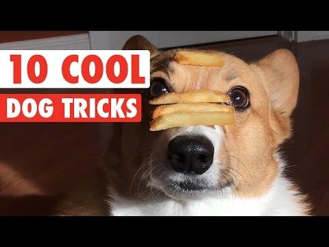 10 Cool Dog Tricks || Awesome Compilation