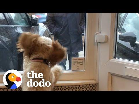 Dog Waits By The Window For Her Grandparents To Come Home #Video