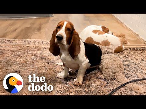 Fearful Basset Hound Finally Initiates Play With Mom And... #Video