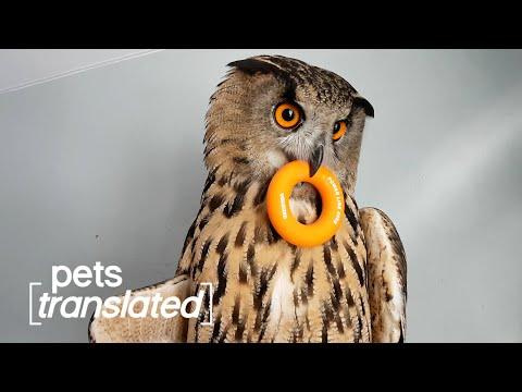 Pets Review The Worst Year Ever Video | Pets Translated