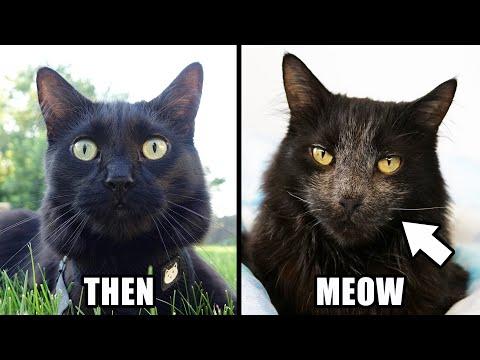 Why is My Black Cat Turning White?! #Video