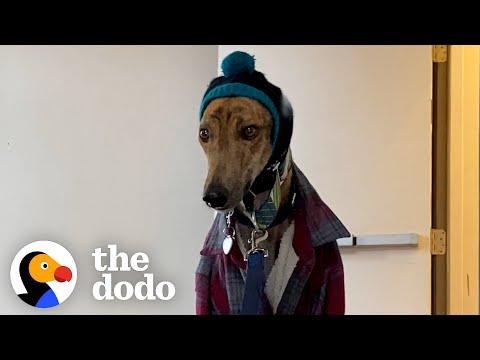 Couples Gives Rescued Racing Greyhound The Best Retirement Ever #Video