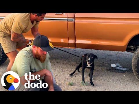 Terrified Pittie Gets Rescued By The Most Perfect Person #Video