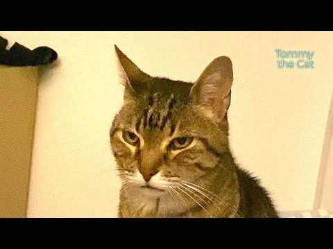 Cat is upset cause he doesn't like the 'new object.' But then something happens...! #Video