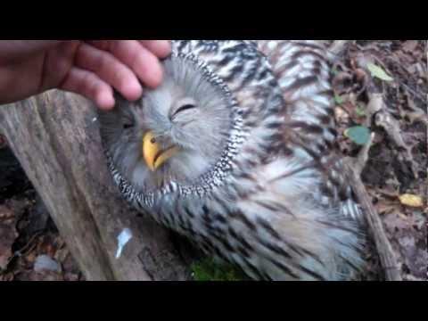 Sweet wild Owl....You must see this #Video