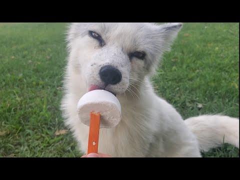 Pet foxes get Popsicles Video. SaveAFox