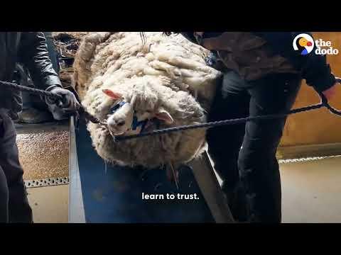 Matted Sheep Living Alone On A Mountain Top For Five Years Gets A Haircut #Video