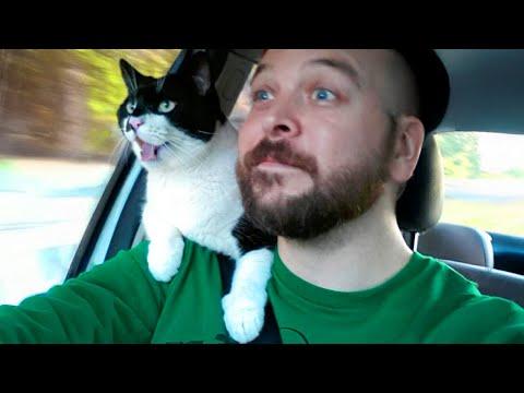Silliest Cat Moments Ever with Their Humans #Video