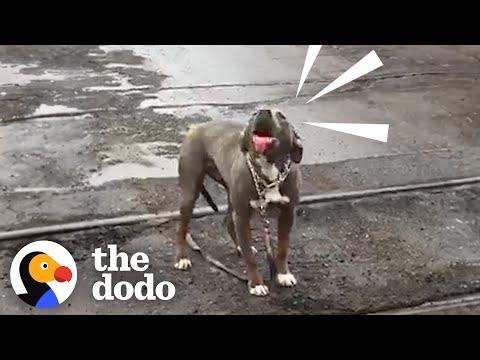 This Pittie Rescue Was Meant To Be #Video