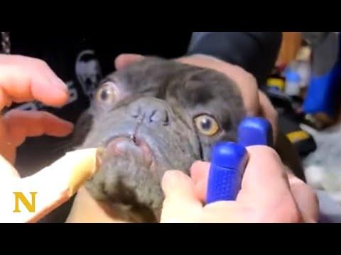 Rescuing an Abandoned Frenchie with a Treble Hook in His Mouth #Video
