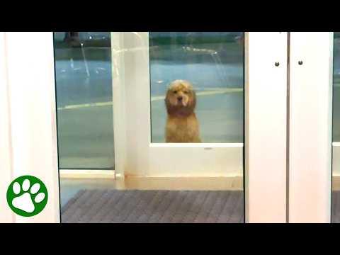 Heartbroken Cocker Spaniel waits outside gym, hoping someone will help #Video