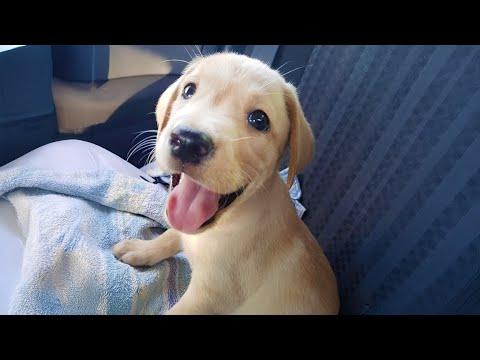 Cutest Labrador Puppies Videos Ever #Video