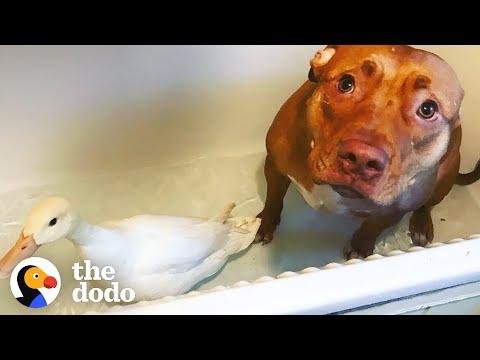 Pit Bull Is The Best Mom To All These Rescue Animals #Video