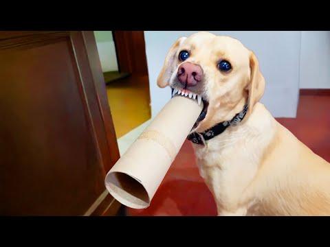 He Turned into a Motorcycle | Your Daily Dose Of Pets #Video