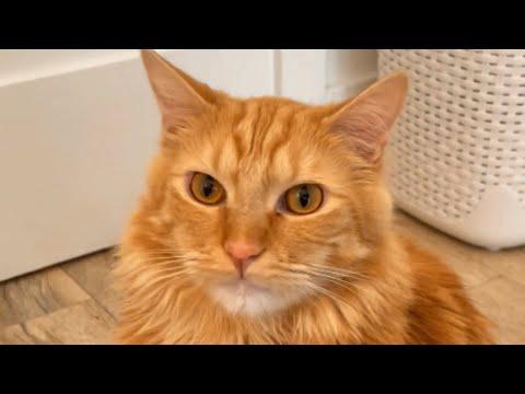 Woman brings home a male cat. But he thinks he's every kitten's mother. #Video