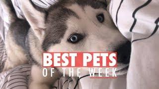 Best Pets of the Week | October 2017 Week 2