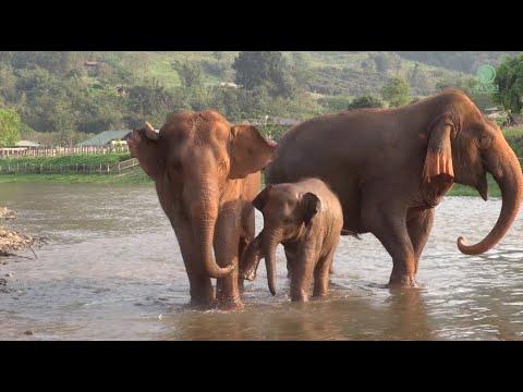 Elephant Teach Her Baby Alert To Sound And Smell - ElephantNews #Video