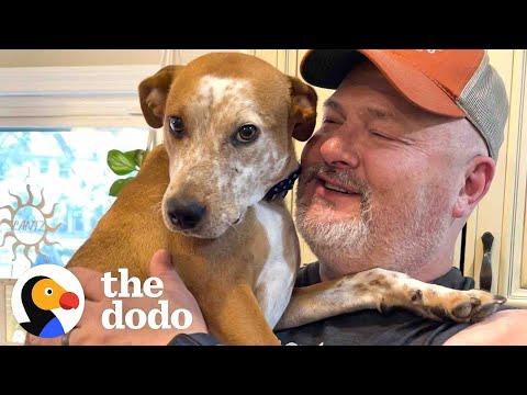 Emaciated Dog Becomes A Brand New Dog In His Forever Home #Video