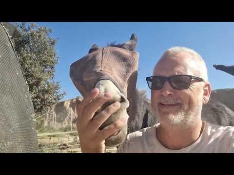 Donkeys of Chaos strike again! #Video