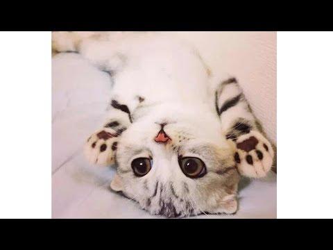 So Cute Kittens Compilation