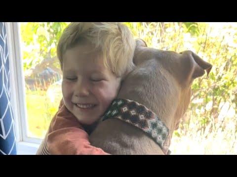 Shy pitbull is so loving to her new friend #Video