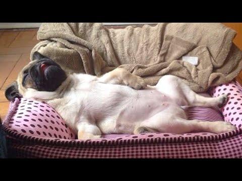 AWW SOO Cute and Funny Pug Puppies Video - Funniest Pug Ever #6