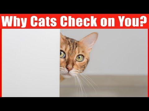 Why Cats Keep Checking on Their Owners? #video