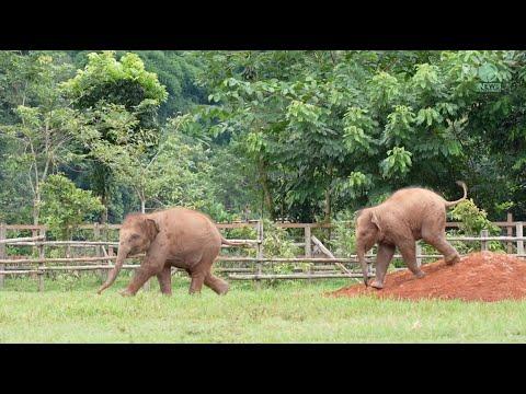 Two Baby Elephants Pyi Mai And Chaba Chasing Each Other In Sanctuary - ElephantNews #Video