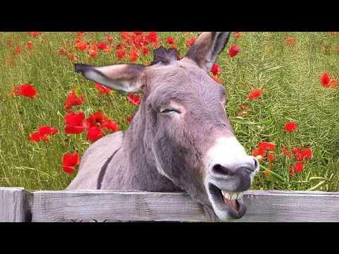 These Donkeys Were So Unexpectedly Funny! #Video