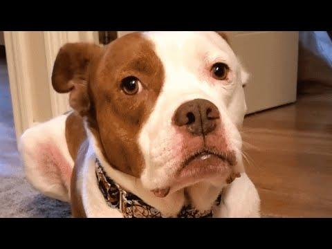 Dog was dumped because he has allergies #Video