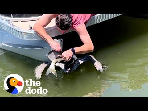 Family On Vacation Sees Chocking Pelican And Rushes To Save Him  #Video