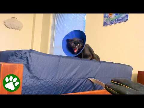 Furious Abandoned Cat Learns To Trust Again #Video