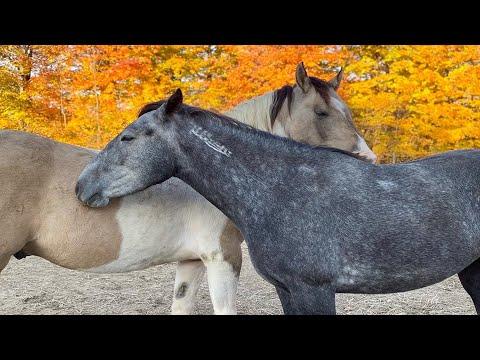 Two wild horses have the sweetest reaction when reunited after months #Video