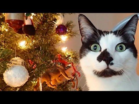 8 Signs Your Cat Believes In Santa