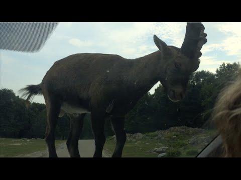Goat On My Car- Get It Off!