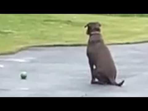 Dog's been waiting 10 months for owner to get home #Video