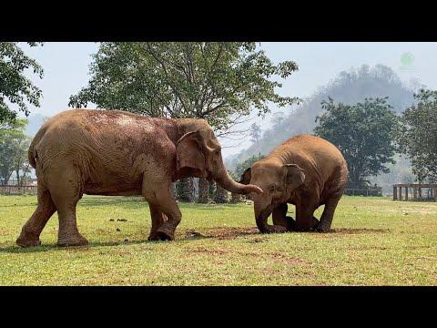 Young Elephant Thong Ae And Her Intruder - ElephantNews #Video