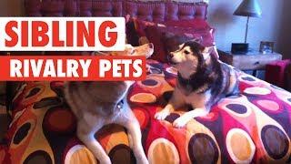 Sibling Rivalry Pets | Funny Pet Video Compilation 2017