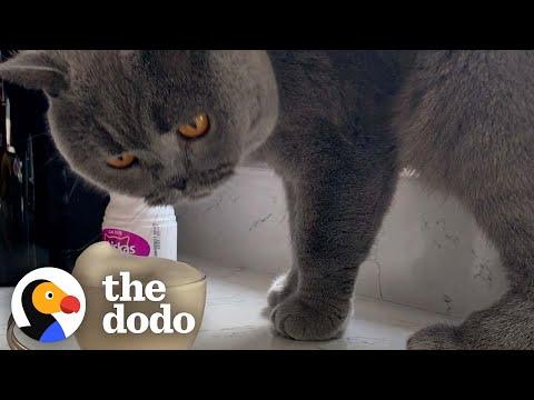 Cat Needs His Own Cat-uccino To Begin His Day #Video
