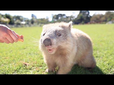 Animals Are Awesome - The Best Of 2016