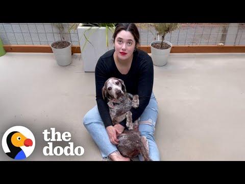 The Emotional First Year With A Senior Rescue Dog #Video
