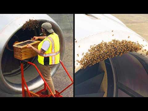 Flight Delayed Due to Bee Invasion | YOUR Daily Dose of Internet #Video